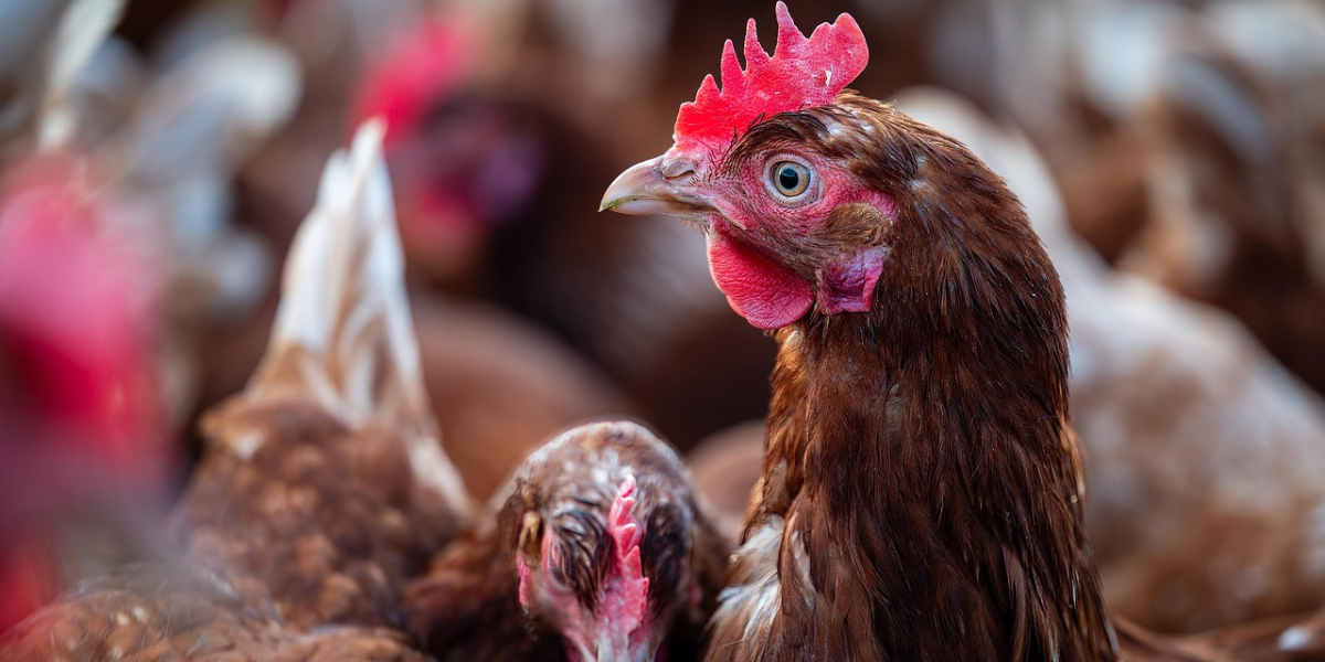 Blog-proc-je-zatepleny-kurnik-tak-dulezity_3